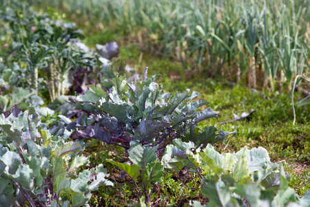 A healthy organic plant of purple kale in a summer garden surrounded by other plants with a green...