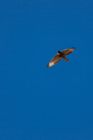 A large brown and white hawk soars hight in the blue sky at the Grand Canyon National Park on a clear sunny day.の写真素材