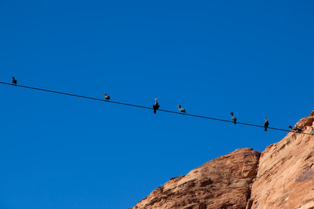 A spaced out group of double-crested cormorant birds sitting on a high wire above the Colorado River in Glen Canyon with a clear blue sky and sandstone rock walls.の写真素材
