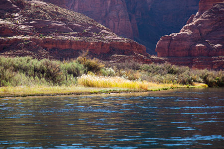 The bright afternoon sunshine lighting up a patch of tall yellow grass inside the deep walls of Glen Canyon with the Colorado River calmly flowing by.の写真素材