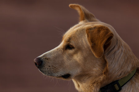 A large dog sitting and looking curiously into the distance as the warm morning sunshine glows softly of its yellow fur.の写真素材
