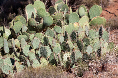 A healthy group of cacti growing in the desert environment of Utah near Zion National Park.の写真素材
