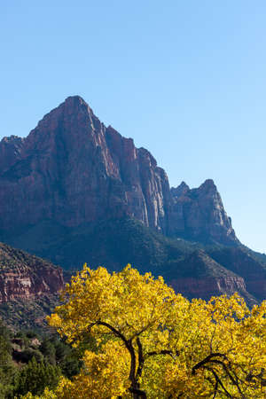 Tall mountains of eroded sandstone behind bright yellow fall leaves lit by the afternoon sunshine and a clear blue sky at Zion National Park, Utah.の写真素材