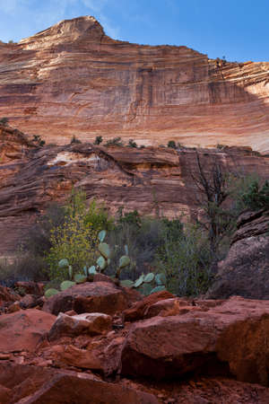 Layers of rocks and cliffs with desert flora as seen from the valley floor near the Virgin River in Zion National Park, Utah.の写真素材