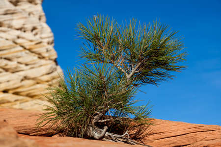 A baby pine tree that barley has its roots in the cracks of red sandstone is growing next to a hoodoo formation in Zion National Park, Utah.の写真素材