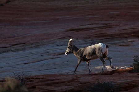 A female bighorn sheep walking on a sandstone trail in the fading afternoon light at Zion National Park, Utah.の写真素材