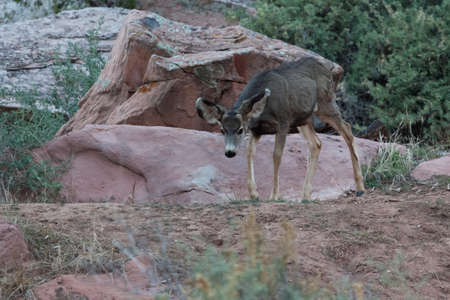 A female deer or doe is walking on a trail next to sandstone boulders in the late afternoon at Zion National Park, Utah.の写真素材