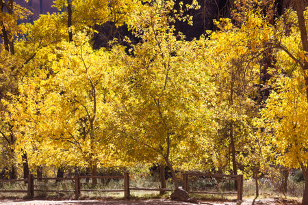 A group of trees with sunshine lit yellow leaves along the river walk in autumn at Zion National Park, Utah.の写真素材