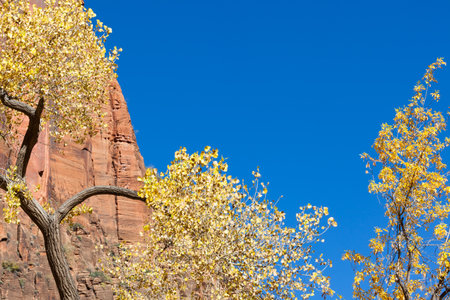 A colorful fall tree with yellow leaves in front of a tall red cliff and vibrant blue skies at Zion National Park, Utah.の写真素材