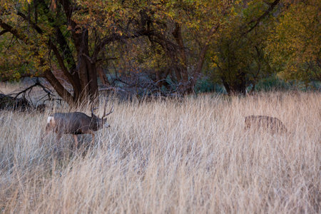 A male deer or buck with a large rack sneaks up in the tall grass behind a female deer or doe during mating season in Zion National Park, Utah.の写真素材