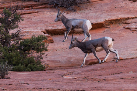Two young bighorn sheep walk carefully across steep sandstone walls at Zion National Park, Utah.の写真素材