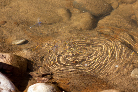 A blue dragonfly on the surface of a shallow creek making waves as it tries to take off with another dragonfly hovering above it.の写真素材