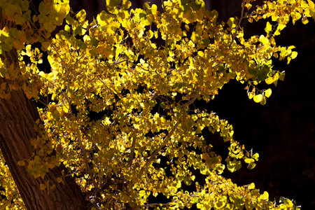 Glowing yellow cottonwood leaves in autumn with a dark background at Zion National Park river walk in Utah.の写真素材