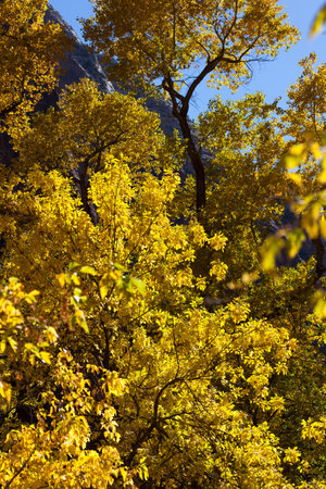 A large tree with bright yellow leaves glowing in the sunshine with a clear blue sky at Zion National Park, Utah.の写真素材