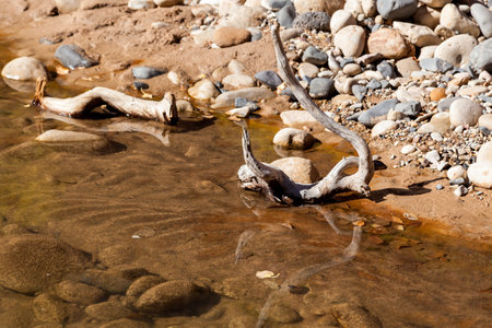 A piece of river driftwood casting a reflection in the shallow water at the edge of the Virgin River at Zion National Park, Utah.の写真素材