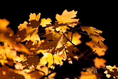 Bright yellow and orange leaves glowing in the sunshine and isolated on a black background in Zion National Park, Utah.の写真素材