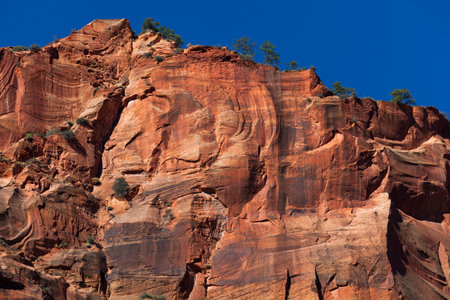 Bright orange rock cliffs lit by the morning sunshine ant topped with pine trees and blue sky at Zion National Park, Utah.の写真素材