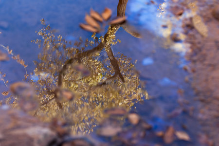 Looking into a shallow puddle of water with an oily surface and fallen leaves that is reflecting a blue sky and tall tree with autumn colors at Zion National Park, Utah.の写真素材