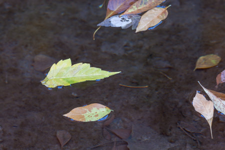 Fall leaves from different types of trees float on calm shallow water in a creek at Zion National Park, Utah.の写真素材