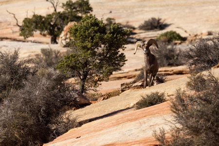 A large male bighorn sheep or ram standing on a sandstone embankment and looking cautiously ahead at Zion National Park, Utah.の写真素材