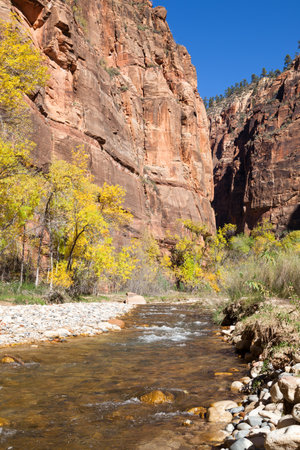 A section of the Virgin River below The Narrows with small rapids, fall trees, and tall cliff walls at Zion National Park, Utah.の写真素材