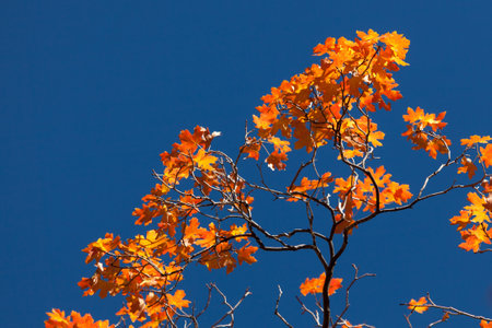 Vibrant orange leaves in fall against a clear blue sky at Zion National Park, Utah.