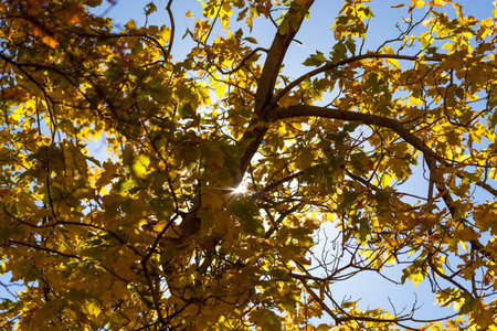 Sunbeams peak through the yellow leaves and branches of a tree with a blue sky background at Zion National Park, Utah.の写真素材