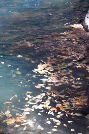 The Virgin River in Zion National Park littered with leaves that are floating on the surface and creating swirling patterns as they move next to a rock.の写真素材
