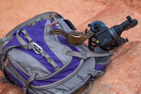 A clever little chipmunk looking for a way into a backpack to check for snacks by Angel's Landing at Zion National Park, Utahの写真素材