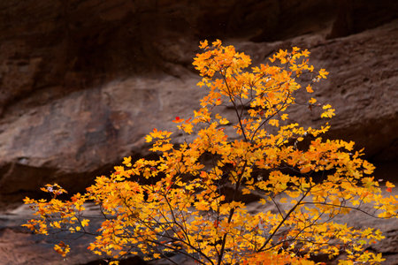 A small maple tree with soft sunshine lighting up the orange leaves and the small flying bugs above it in a canyon at Zion National Park, Utah.の写真素材