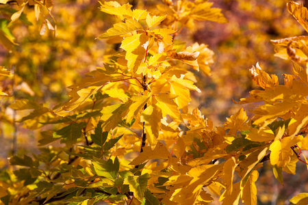 Close up of a tree with bright yellow leaves glowing in the sunshine in fall at Zion National Park, Utah.の写真素材
