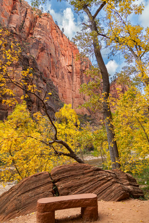 A stone bench next to a eroded rock and the Virgin River with fall trees and tall sandstone cliffs in Zion National Park, Utah.の写真素材