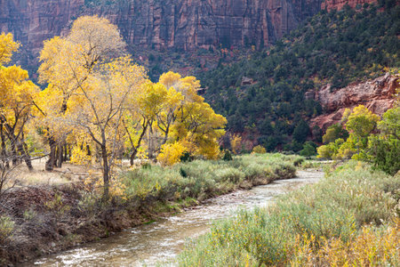 The Virgin River flowing through Zion Canyon next to bright autumn cottonwood trees and eroded sandstone cliffs at Zion National Park, Utah.の写真素材
