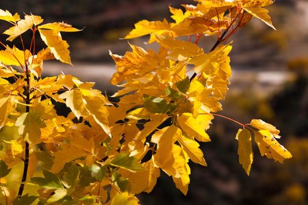 Close up of a tree with bright yellow leaves glowing in the sunshine in fall at Zion National Park, Utah.の写真素材