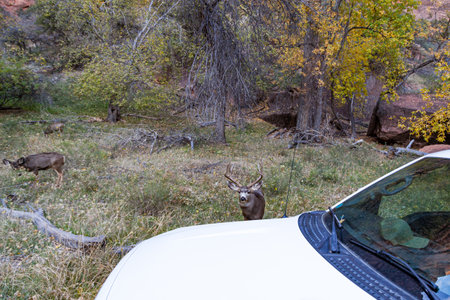 A large buck behind a vehicle cautiously watches as people walk down the road in Zion Canyon as two female deer graze off to the side at Zion National Park, Utah.の写真素材