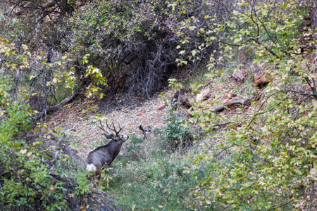 A large buck sniffs the air as a doe graze close by in Zion National Park, Utah.の写真素材