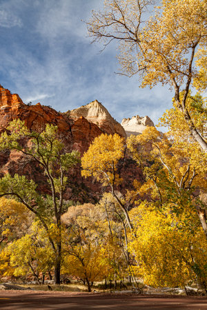 A grove of tall cottonwood trees with bright yellow leaves in fall growing in Zion Canyon below dramatic sandstone cliffs at Zion National Park, Utah.の写真素材