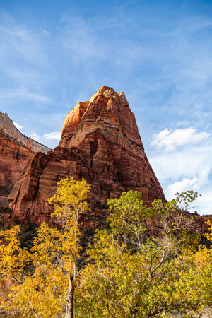 A grove of tall cottonwood trees with bright yellow leaves in fall growing in Zion Canyon below dramatic sandstone cliffs at Zion National Park, Utah.の写真素材