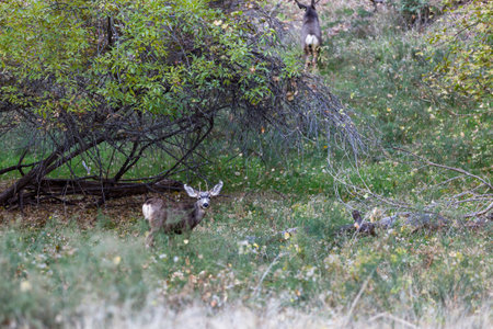 A small spike buck looks cautiously towards people taking its picture white a female moves away in the background at Zion National Park, Utah.の写真素材