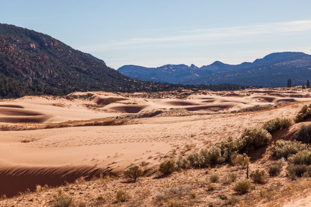 Fine coral pink sand makes up the rolling and shifting dunes in a valley with wildlife and people tracks at Coral Pink Sand Dunes State Park in Utah.の写真素材