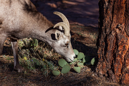 A young bighorn sheep eating leaves from a desert cactus in the afternoon sunshine at Zion National Park, Utah.の写真素材