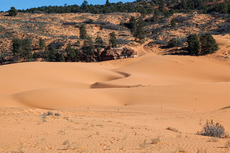 Fine coral pink sand makes up the rolling and shifting dunes in a valley with wildlife and people tracks at Coral Pink Sand Dunes State Park in Utah.の写真素材