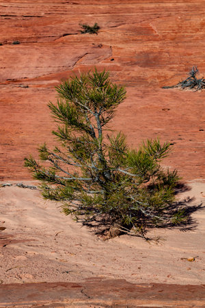 A small pine tree growing in sand with an orange sandstone background in the Kolob Terrace section of Zion National Park, Utah.の写真素材