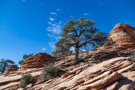 A determined pine tree grows in out of the layered ancient sandstone formations in the Kolob Terrace section of Zion National Park, Utah.の写真素材