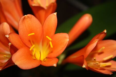 Flower in the Garden