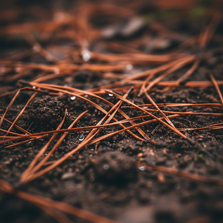 Close-up of fallen pine needles on wet ground, Autumn outdoor textureの素材