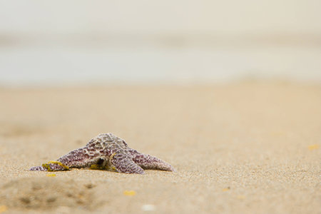starfish on the beach