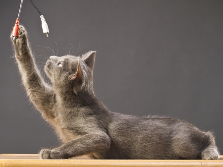 Breed Russian Blue cat