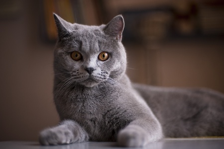 Cat breed British Shorthair Blue is on the tableの写真素材