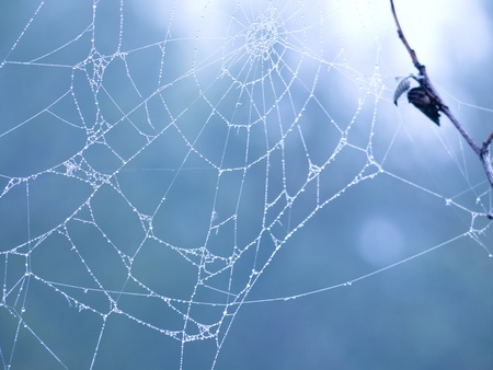 Cobweb after rain in the woodsの写真素材